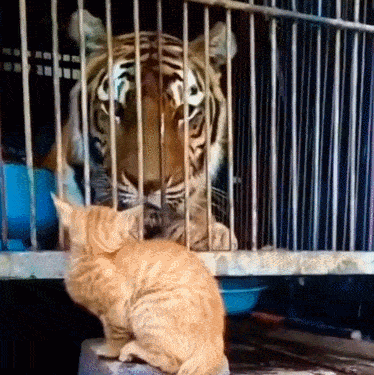 橘猫遇见老虎,老虎:我小时候这么萌?橘猫:我长大这么猛?