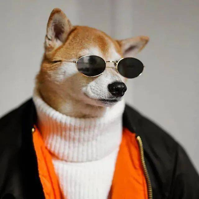 时尚|家住纽约、年仅四岁、年入百万？！？柴犬Bodhi实乃狗中富贵花