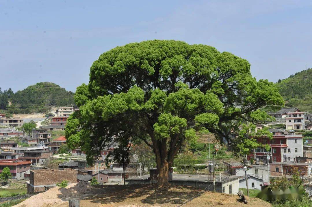 叶宗明专栏七律赞高田村