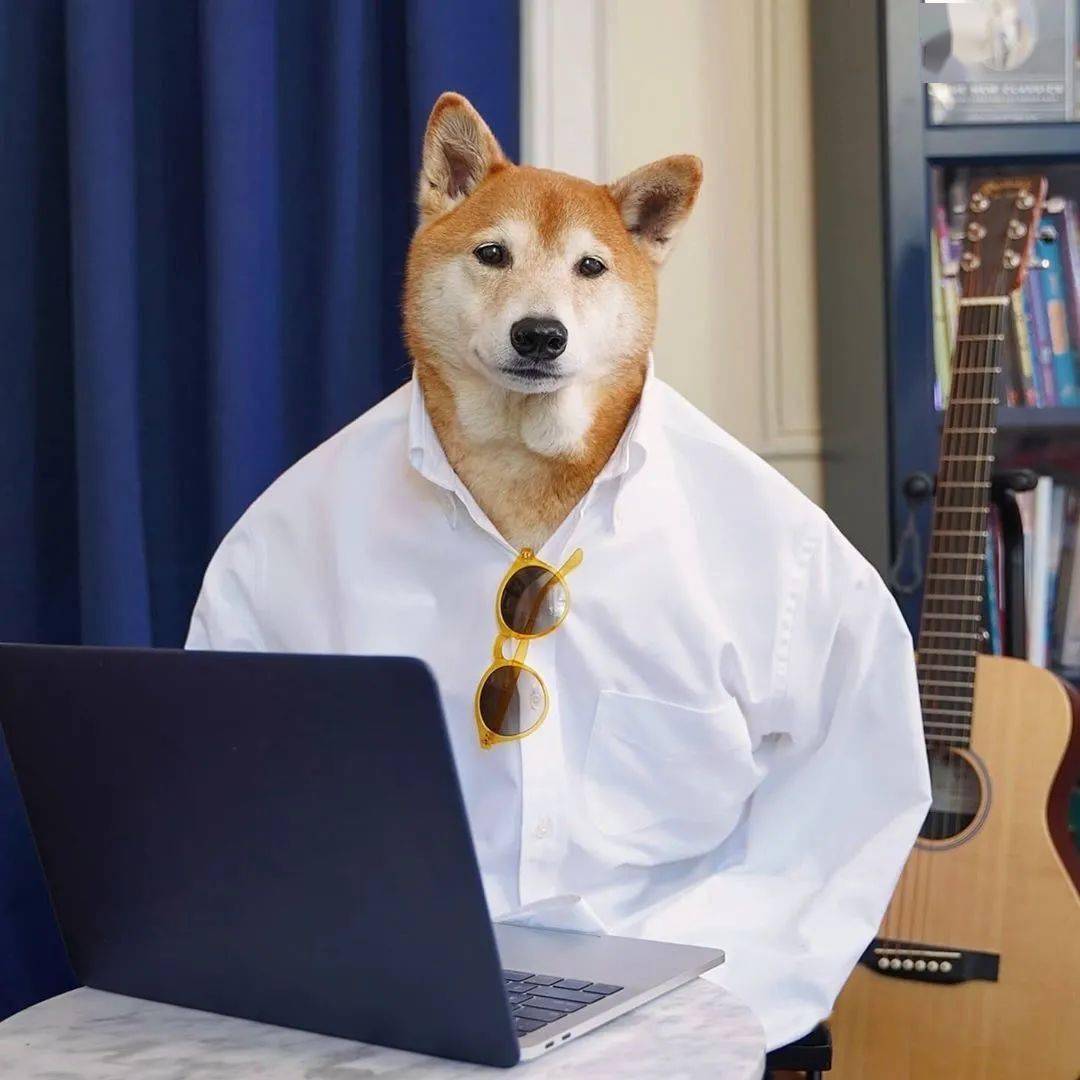 时尚|家住纽约、年仅四岁、年入百万？！？柴犬Bodhi实乃狗中富贵花