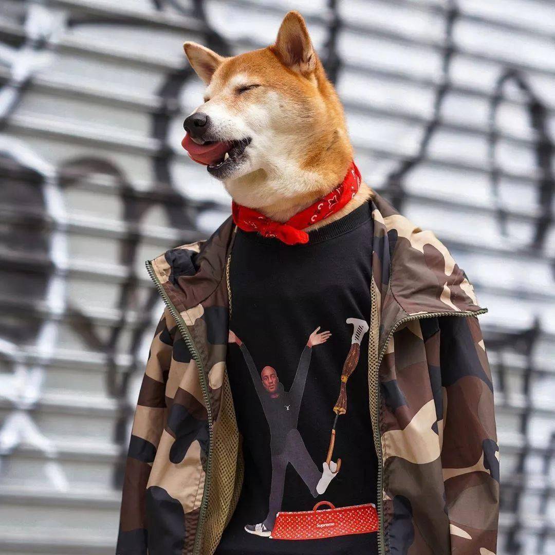 时尚|家住纽约、年仅四岁、年入百万？！？柴犬Bodhi实乃狗中富贵花