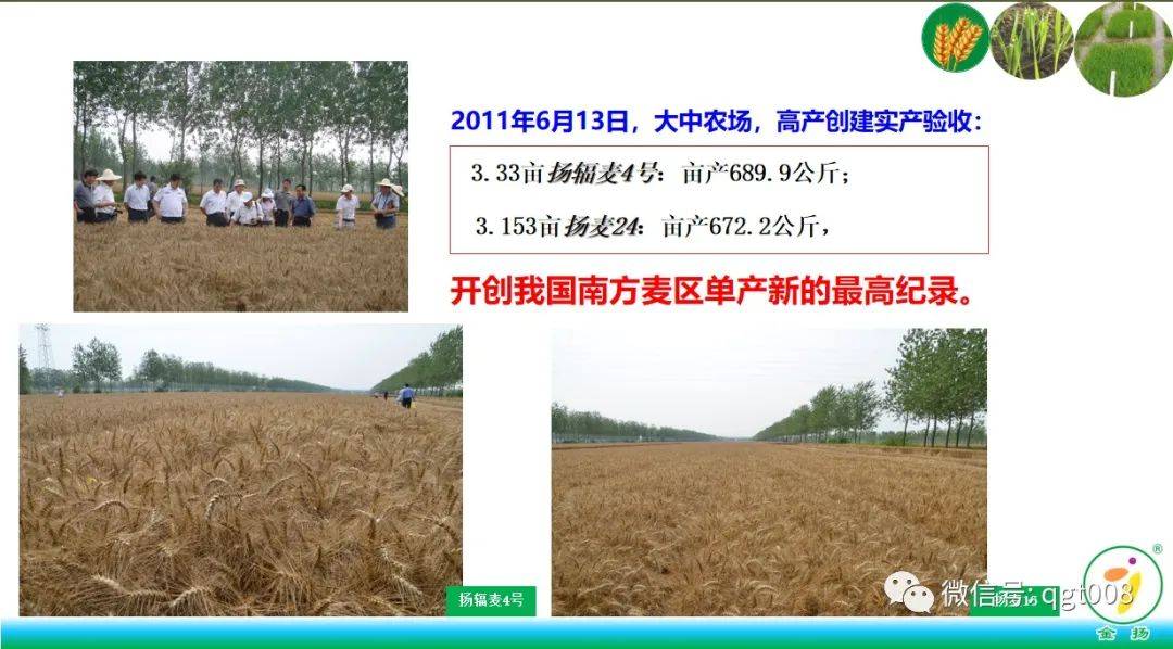 亲耕田优质麦种推荐——扬辐麦4号