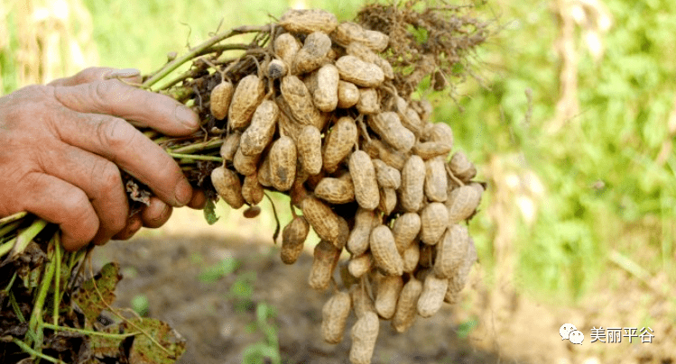 童年|影像平谷:那些花儿(7)童年的美味之秕花生