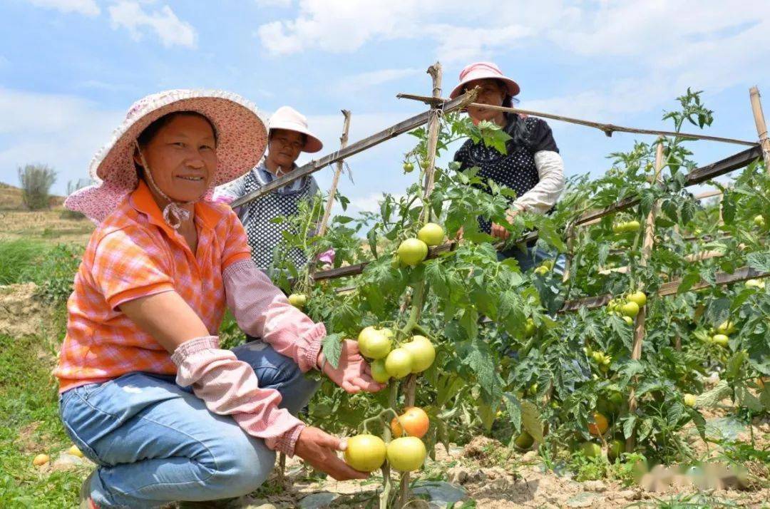临沧凤庆gdp_云南临沧凤庆田心村