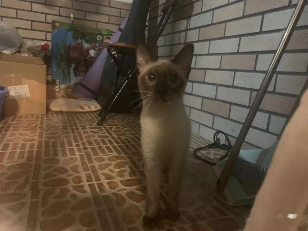 怎么才能捡到一只猫 78a7147668b94a6a85df6ef70601fe6d.jpeg