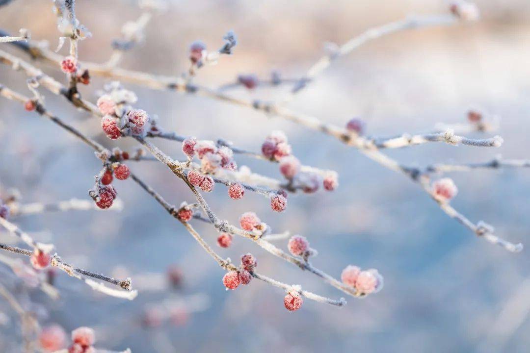 今年什么时候霜降和白露 a072e1a3e1a44c36a6e82b9d2ec07a41.jpeg