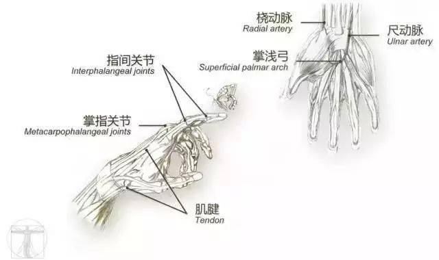 医学人体解剖手绘科学与艺术交织的生命真实