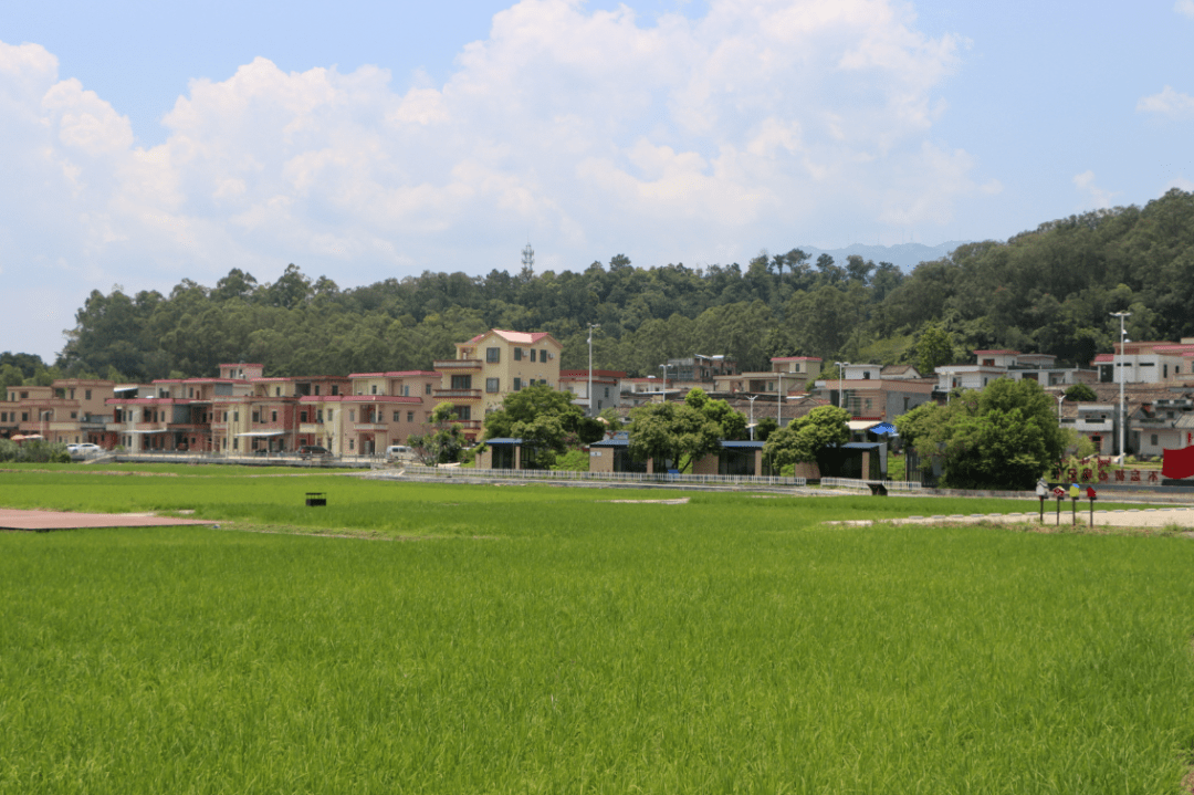 大沙镇大塘面村 黎月明/摄