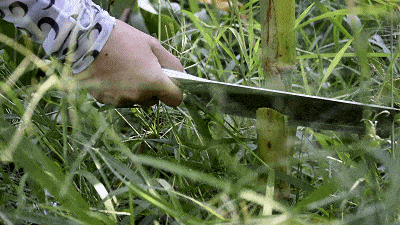 崇明|有一样自然赐予的好物超好吃~崇明这个农庄