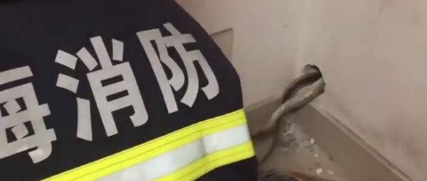 80厘米菜花蛇蹿进居民家中 消防队员当场捕捉放