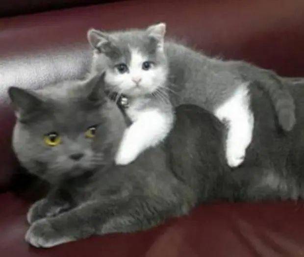 小奶猫刚回家就去蓝猫的身上趴着,蓝猫懵了:和你很熟吗?