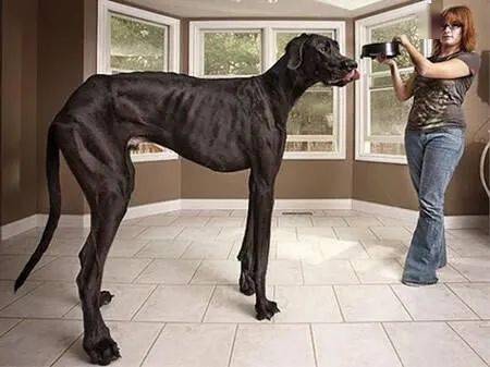 bob综合app手机客户端：
世界上最大的犬种 最高的和姚明一样高(图2)