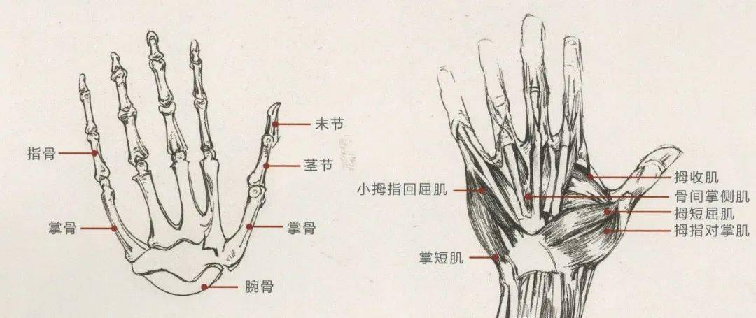 超强干货丨速写中手部可是重要得分点,画不好就剁手!_手指