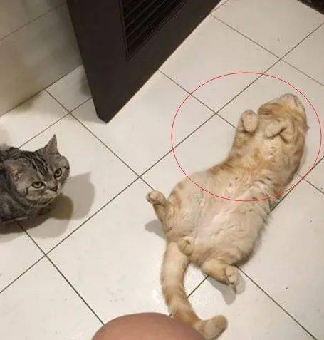 怎么才能让小猫不进厕所 b09f5c2feed8447eb894c2b182b58a3e.jpeg