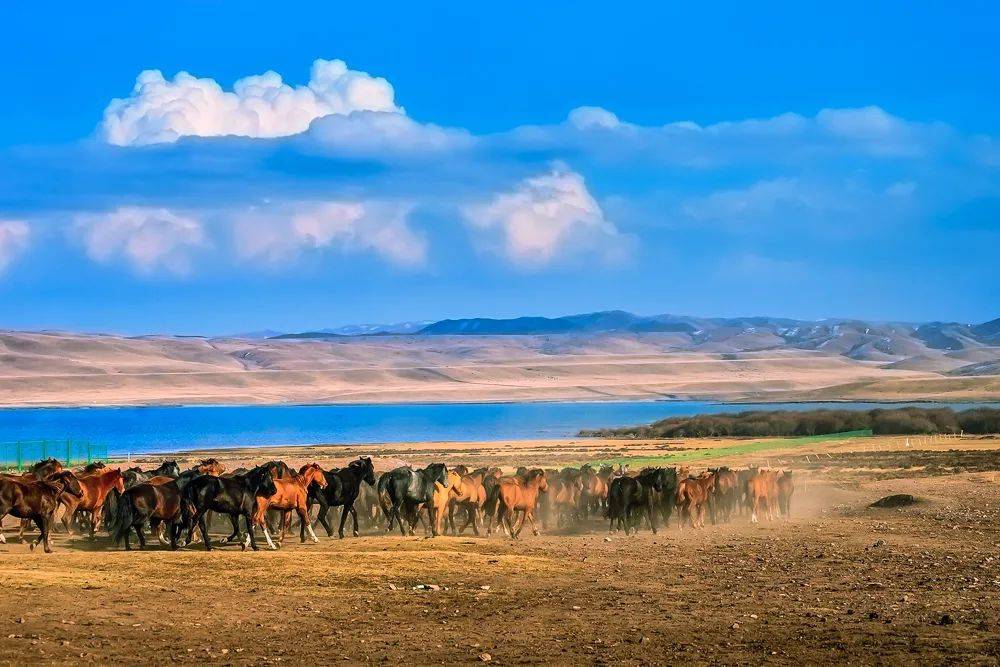 振成为重要的影视旅游胜地九月山丹军马场40多万亩的高原农田色彩斑斓