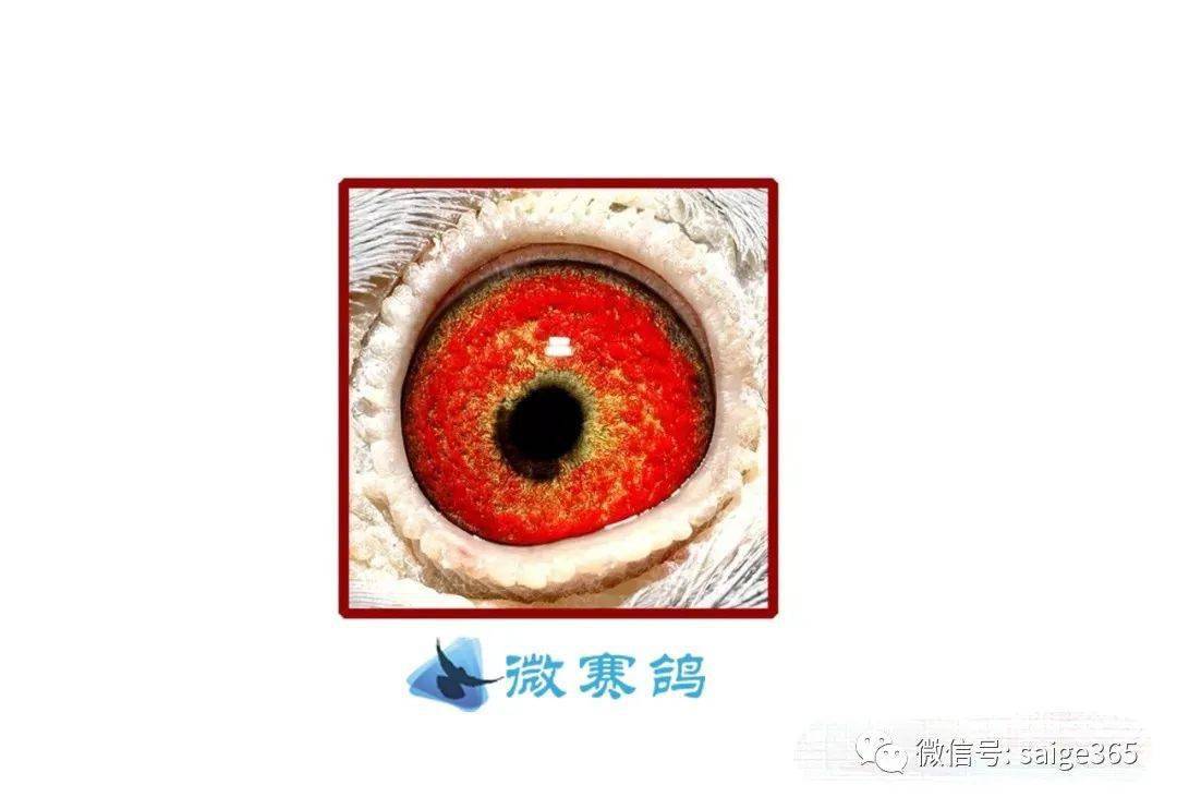 什么叫"锯齿型眼志"
