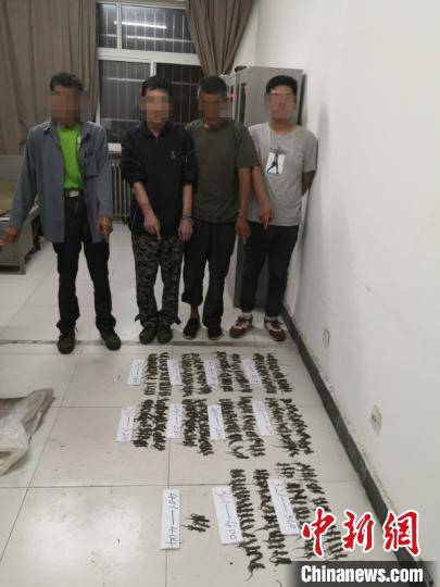 动物|河北涿州：4名男子猎捕400余只无蹼壁虎被刑拘
