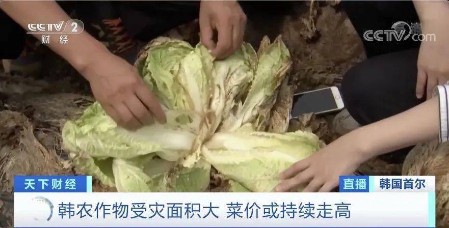 白菜|韩国两伙盗贼在同一块地里偷菜 咋回事儿？