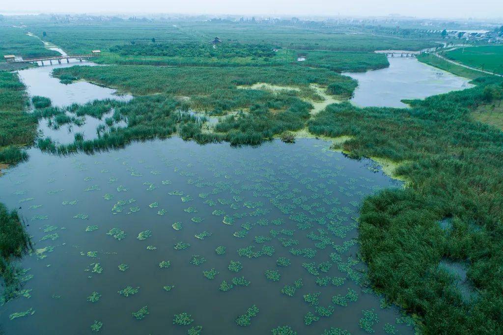 吴江新添一座湿地公园,美极了!_生态