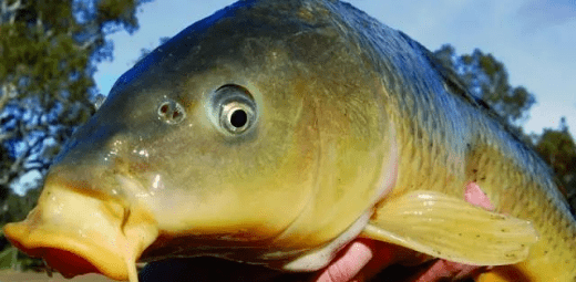 鲤鱼|饵料这样搭配，不愁钓不到大鲤鱼秋季钓大鲤