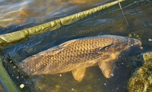 鲤鱼|饵料这样搭配,不愁钓不到大鲤鱼秋季钓大鲤