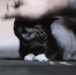 铲屎官必懂的正确撸猫姿势