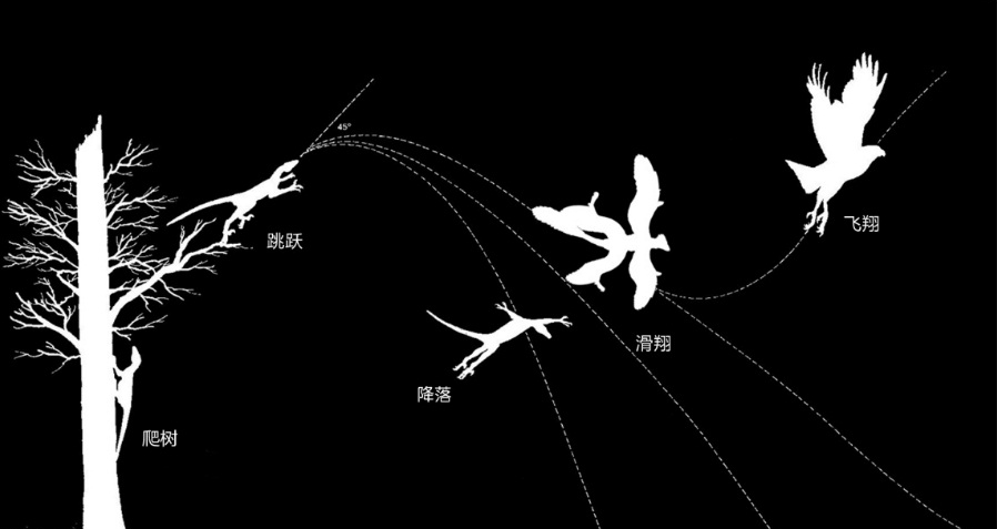 【鸟类飞行的地栖与树栖起源学说】