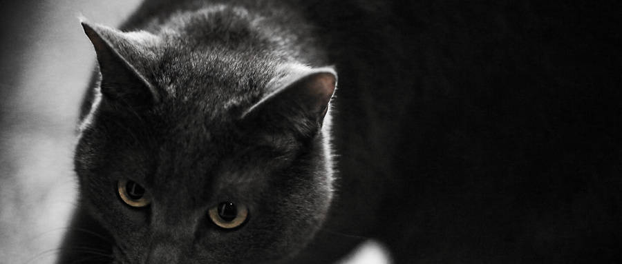 梦境解析，梦见小黑猫跑到洞里拉大便的深层含义