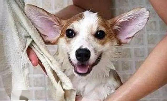 如何给狗狗洗澡不抗拒 a5d8b262748c4dc2b930fcf5b2bb42eb.jpeg