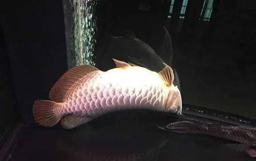 草金鱼怎么过水入缸 050dd0ebf8074e1b811bc51e0e93cd58.jpeg