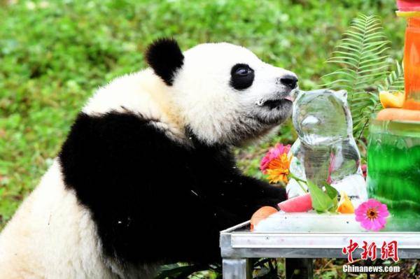 中国大熊猫保护研究中心为2019级大熊猫宝宝举办生日会_手机搜狐网