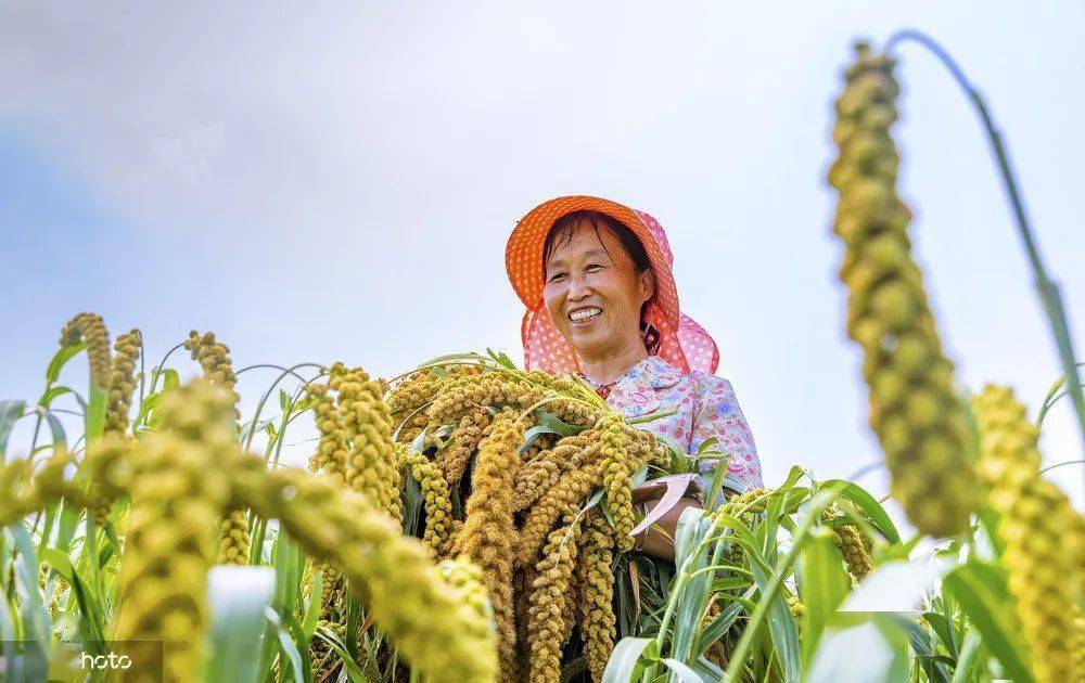 全国多地开始秋收,山西夏县的村民收割谷子,甘肃张掖的农民晾晒辣椒