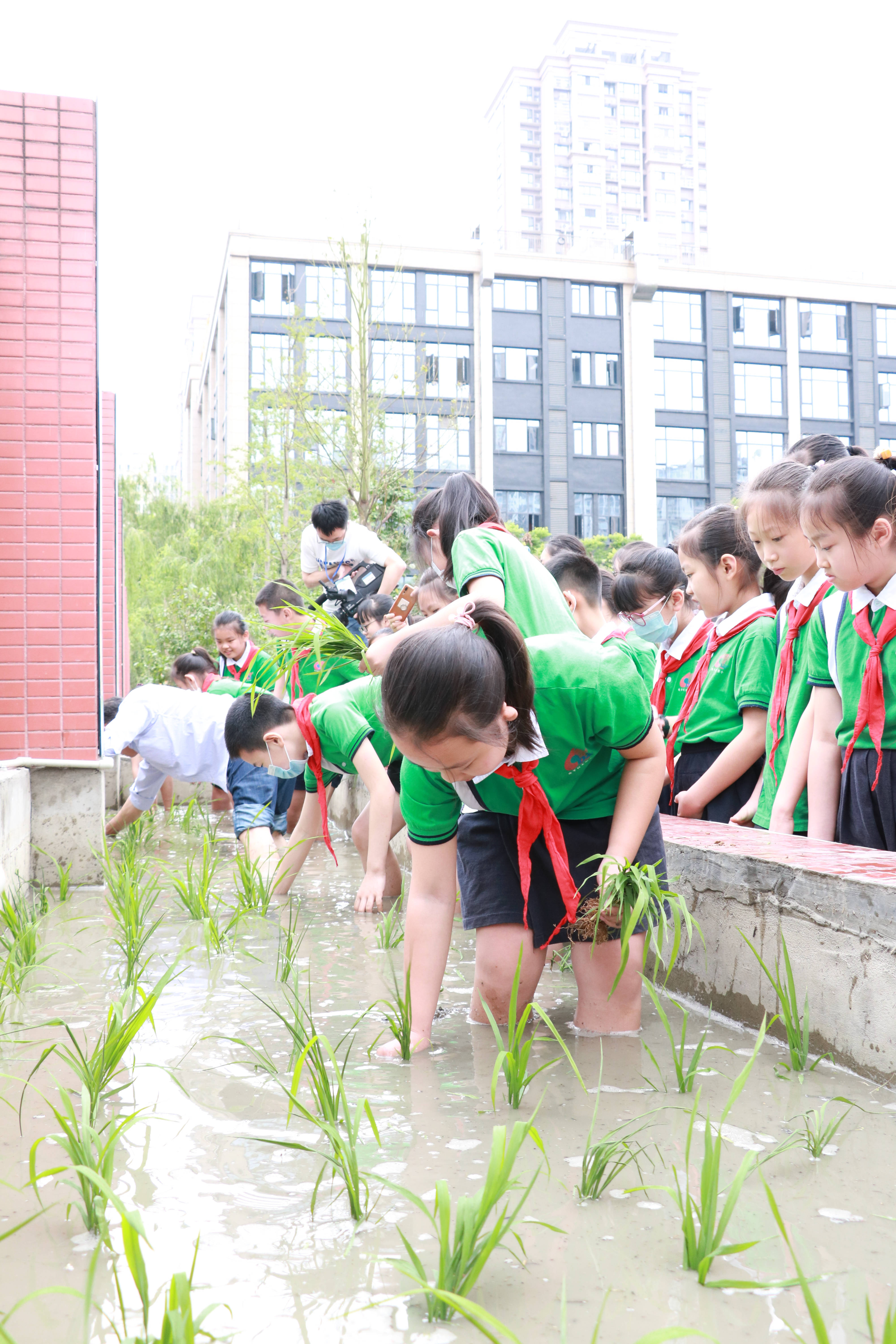 水稻|电子科大附小学生开学收获亲手种的水稻，称重后可带回家食用