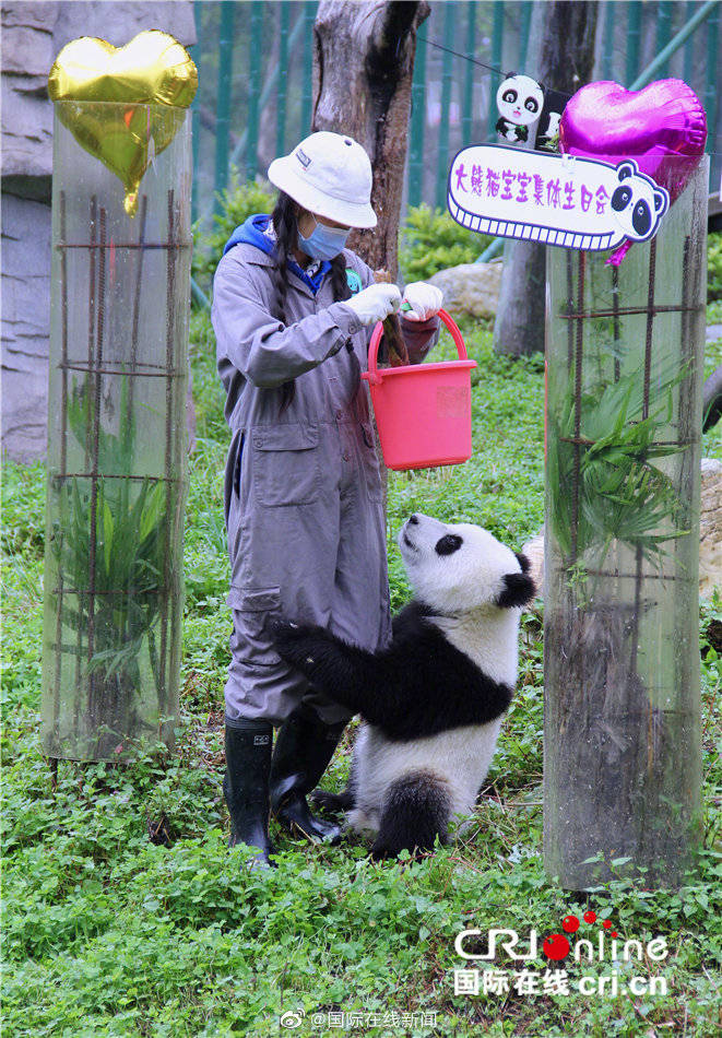 宝宝|快来“吸”！滚滚宝宝过生日啦十多只熊猫宝宝集体亮相