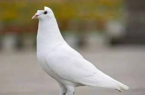 鸽子怎么看几个月大 b9a9b7ec8e824e3193762a4e569e8787.jpeg
