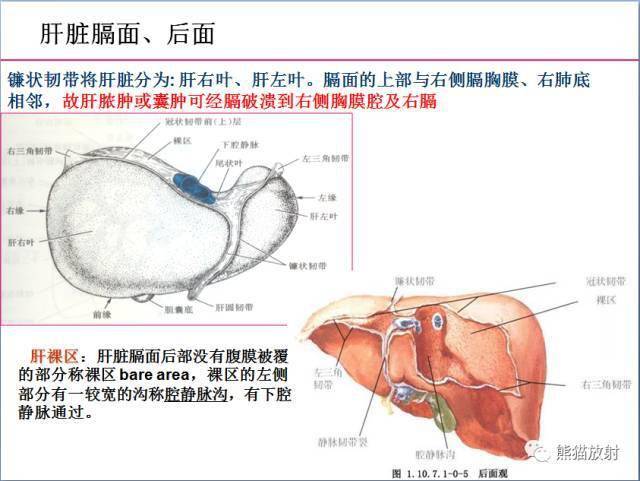 上腹部ct断层肝脏解剖及肝段分布腹部淋巴结分布