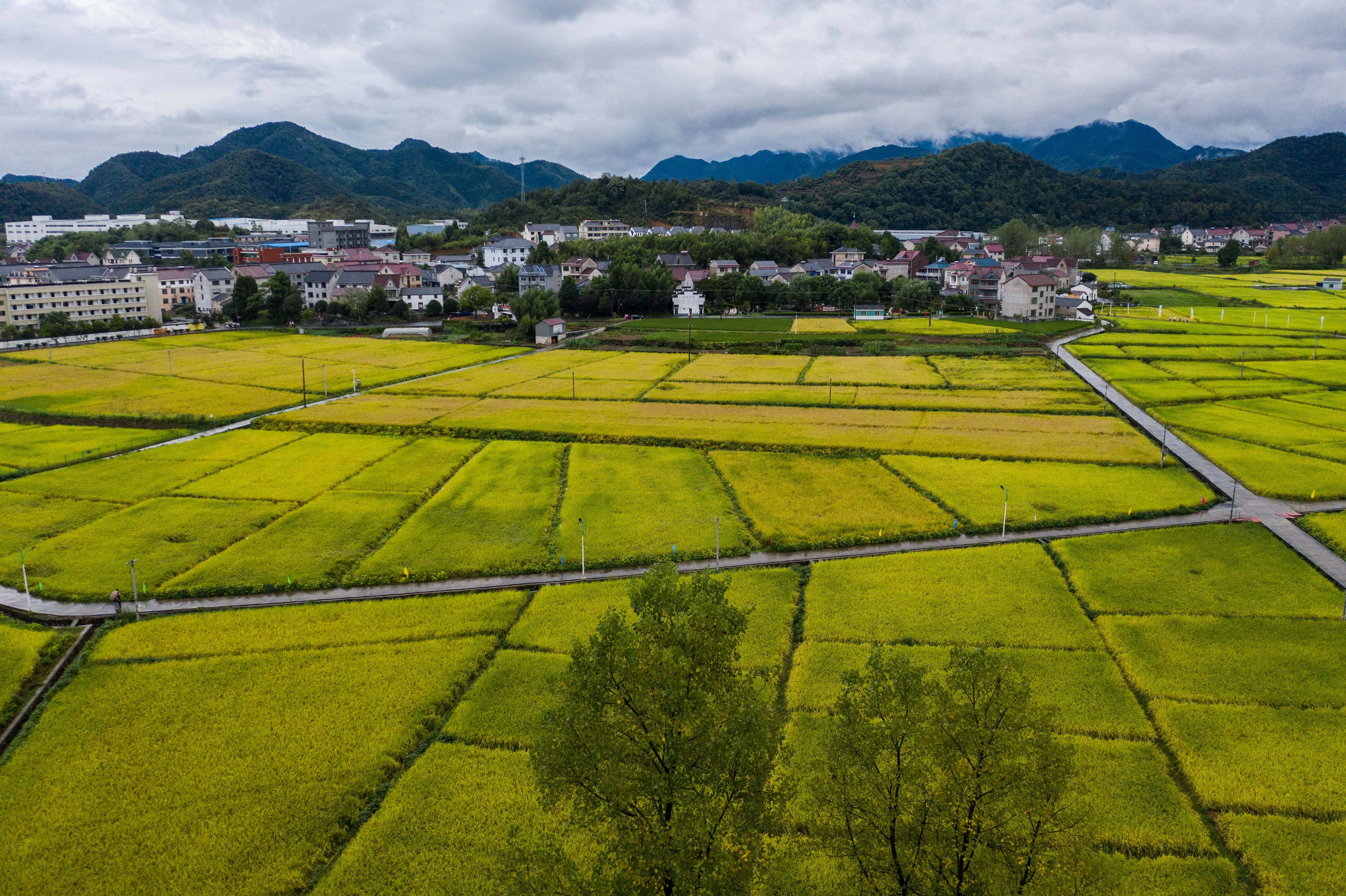 浙江|“稻香节”庆丰收