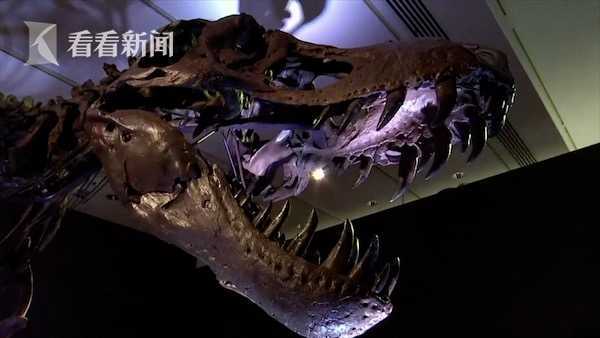 现存最大霸王龙化石将拍卖它还曾是 龙坚强 斯坦