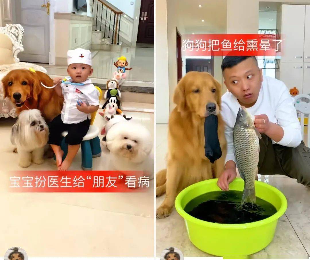 视频|每5秒一场宠物直播 萌宠短视频催生新经济“养活”铲屎官