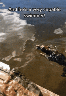 a08180784b6443bcbe7feb43d12a46f0.gif