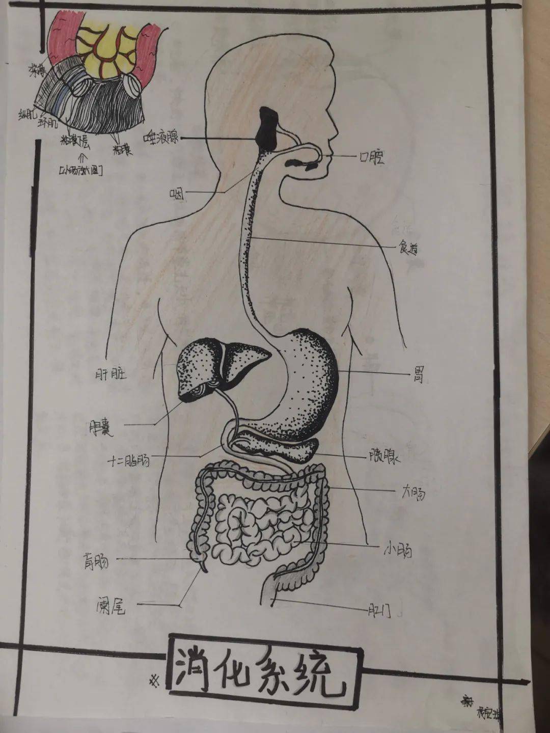 描写人体器官