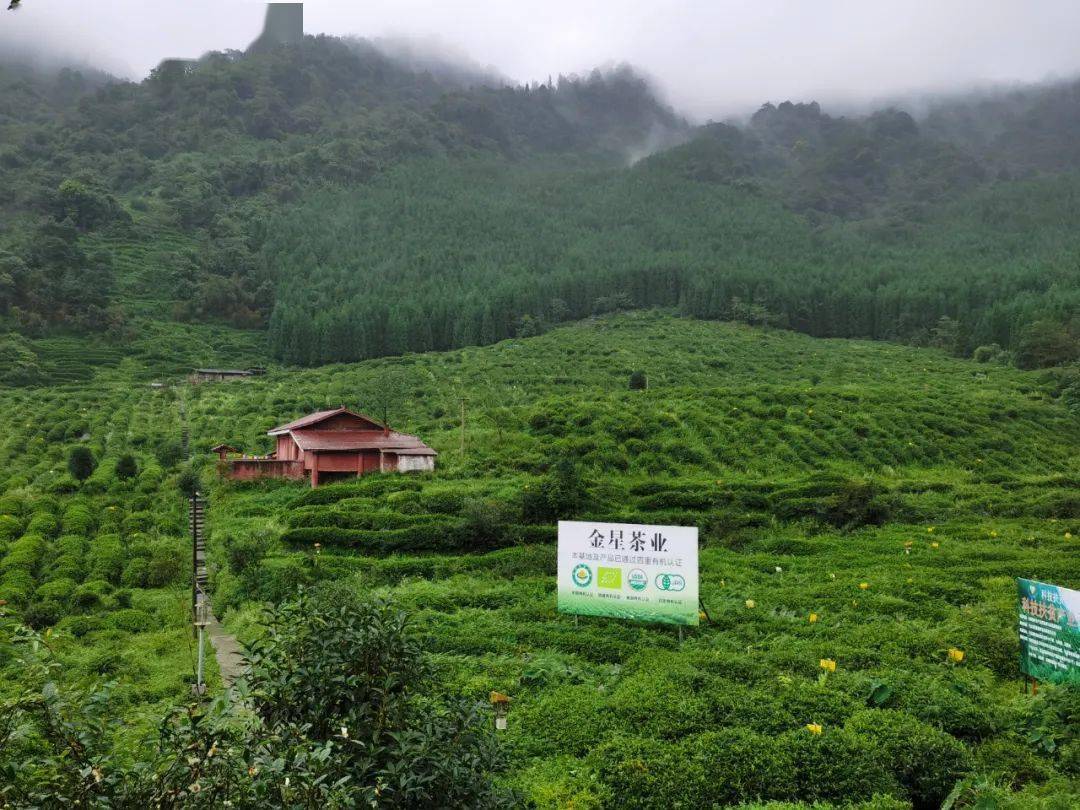 "山水相连,民族同心,通过科技赋能的方式,凤岐茶社及孵化企业为马边