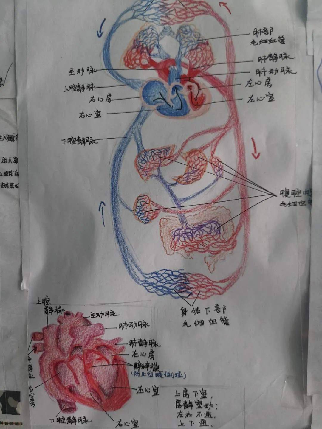 描写人体器官