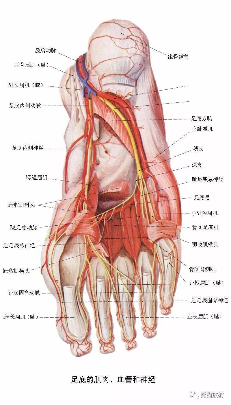 下肢血管解剖及cta检查