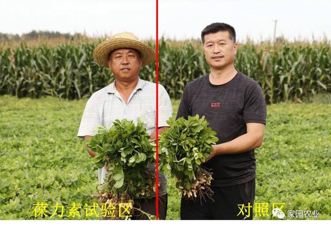 葆力素花生之旅