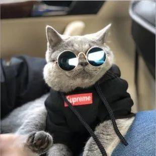 宠物|萌宠时尚｜毛孩子们时髦起来一点也不输主人！