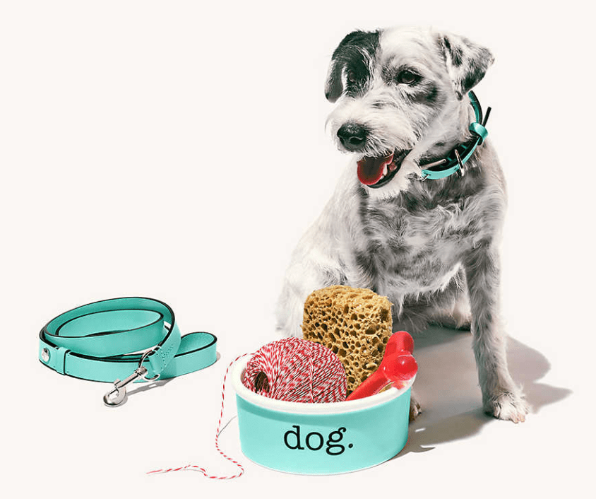 宠物|萌宠时尚｜毛孩子们时髦起来一点也不输主人！