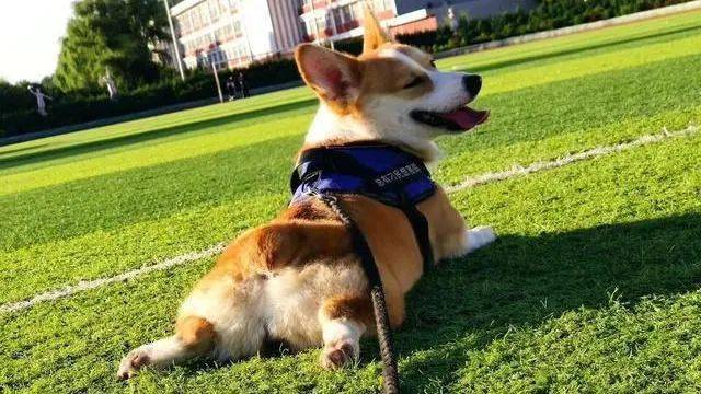 比较安静的犬 645312d5bfc6407a959a258334c7d97c.jpeg