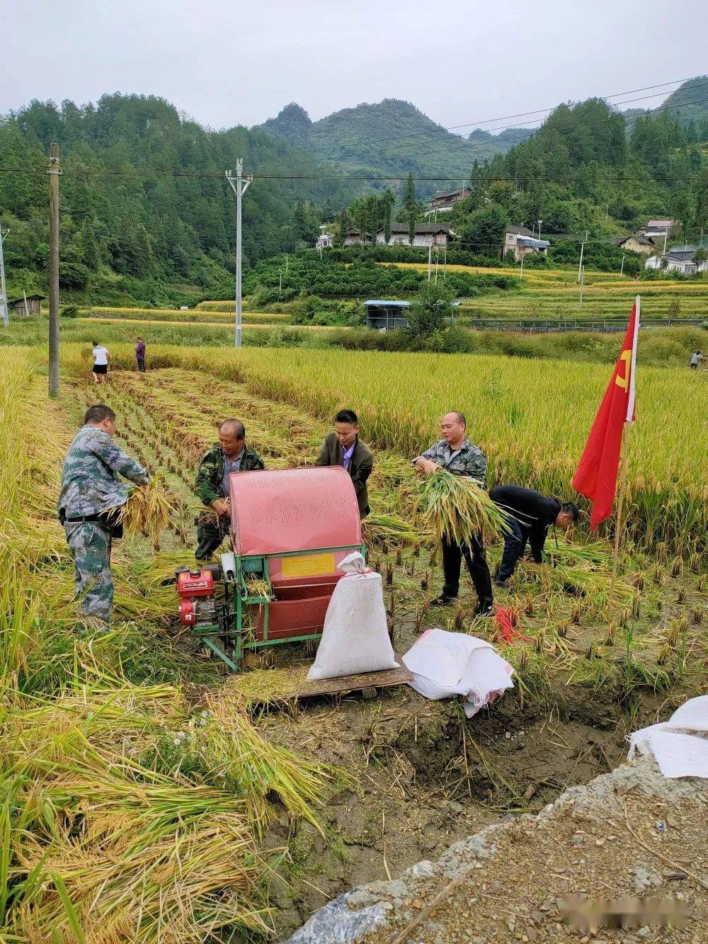 时讯黄平纸房争分夺秒干群抢收稻谷忙