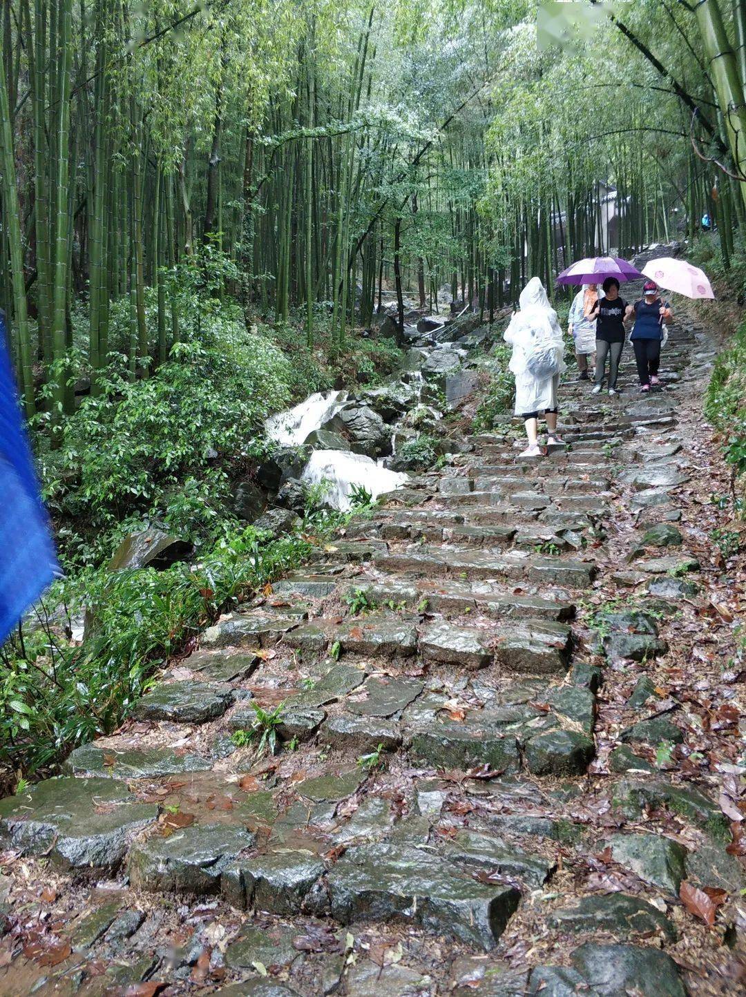 活动回顾探索秋意葛岭仙境与虹岭古道的山野烂漫